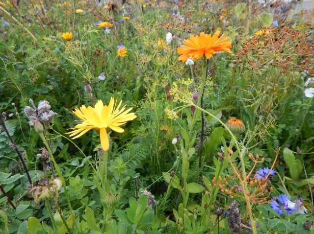 Grossansicht in neuem Fenster: Veitshöchsheimer Bienenweide