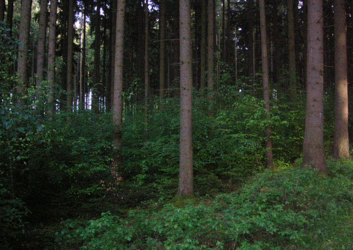 Gemeindewald Scheyern Gemeindewald Scheyern