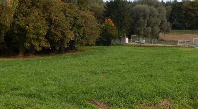 Grossansicht in neuem Fenster: Artenarme Wiese Fernhag (2)